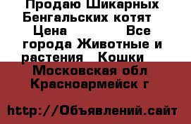 Продаю Шикарных Бенгальских котят › Цена ­ 17 000 - Все города Животные и растения » Кошки   . Московская обл.,Красноармейск г.